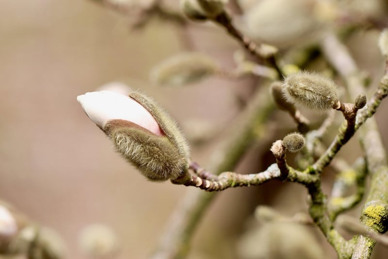 Flowering Shrub
