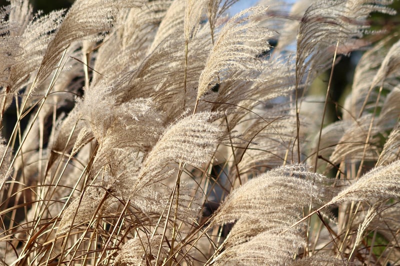 Ornamental Grass